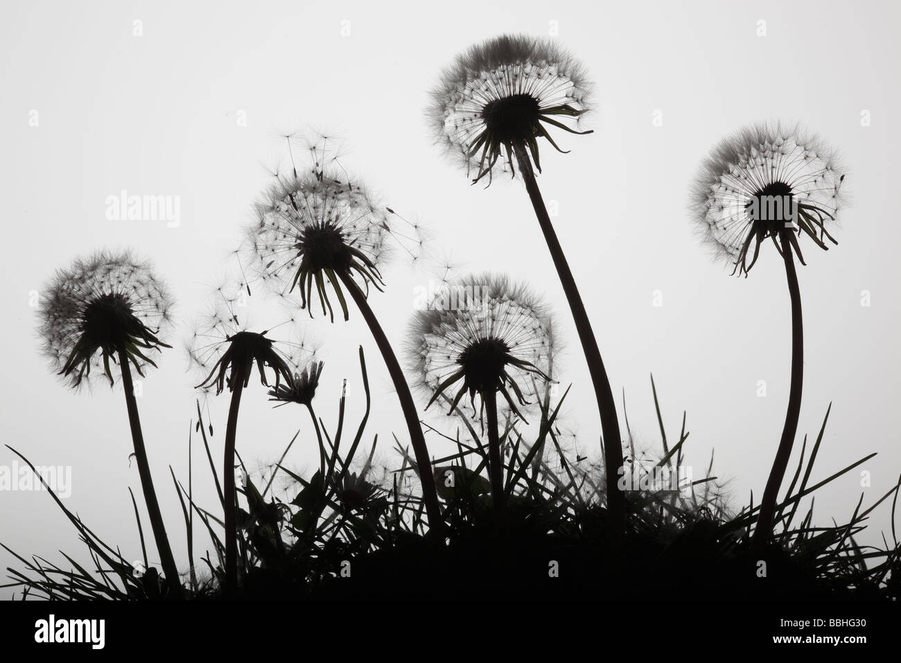 Dandelions Taxaxacum officinale seedheads against the sky Stock Photo