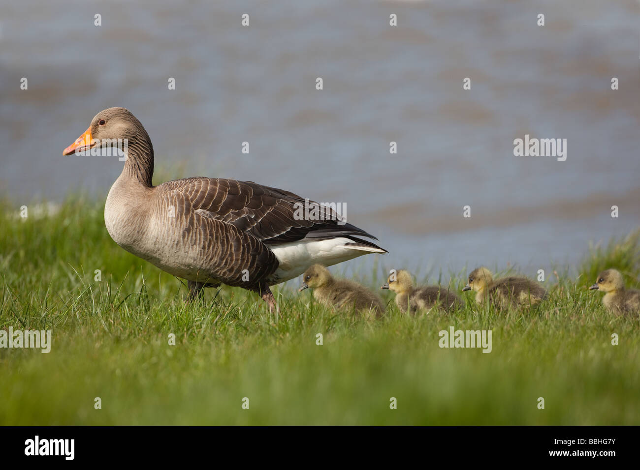 Greylag Goose Anser anser with goslings following Stock Photo