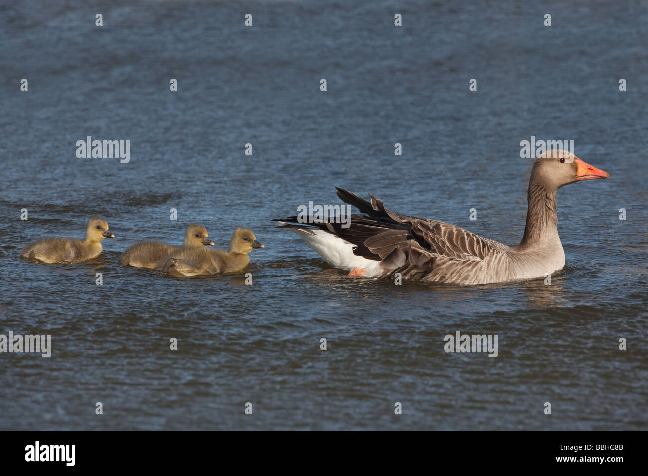 Greylag Goose Anser anser with goslings following Stock Photo
