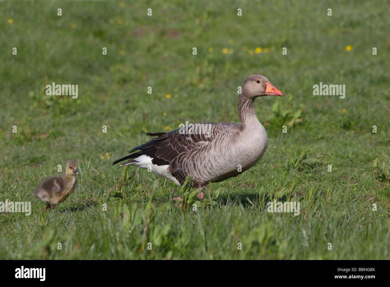Greylag Goose Anser anser with single gosling following Stock Photo