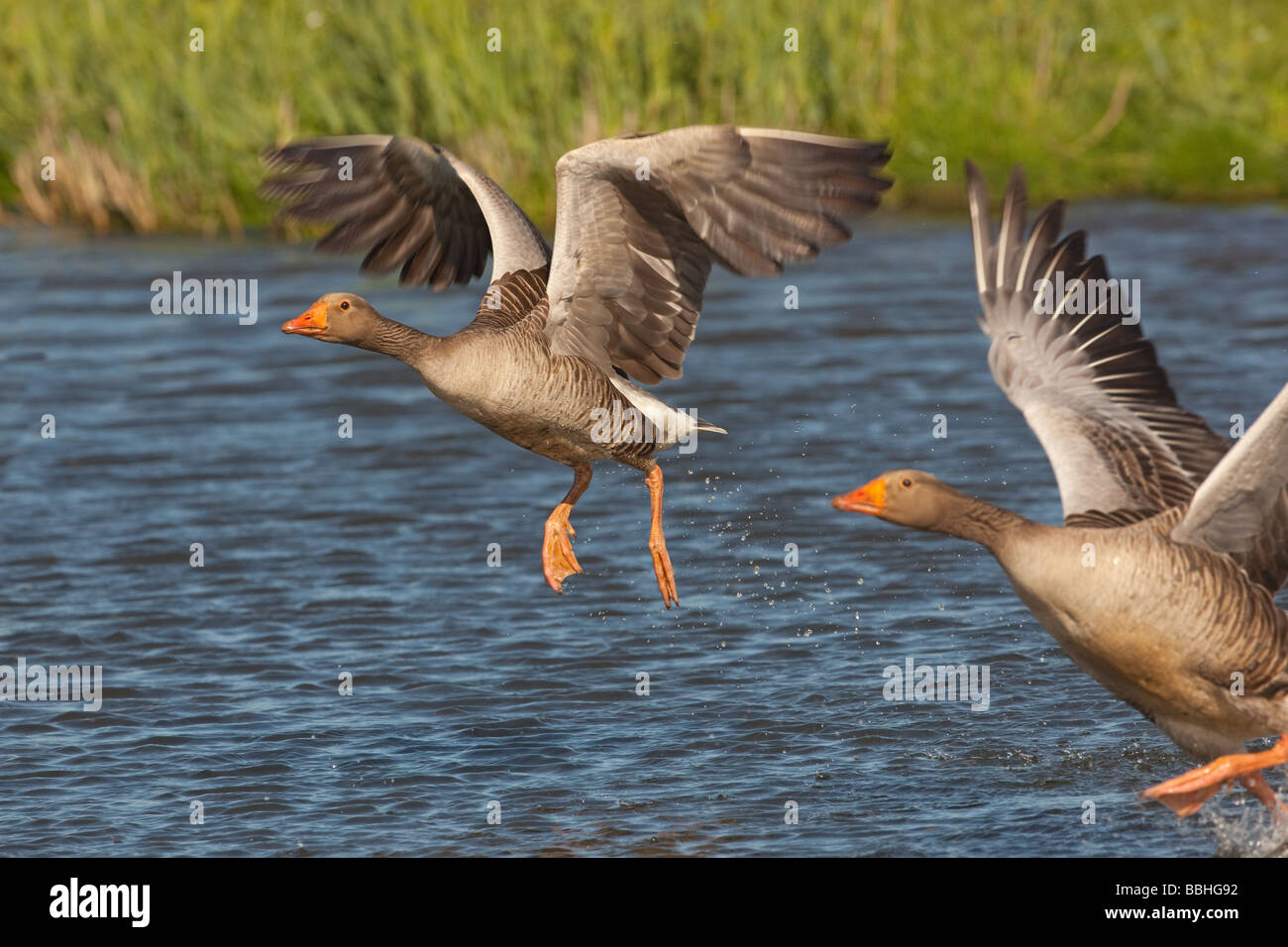 Greylag Goose Anser anser Pair flying Stock Photo
