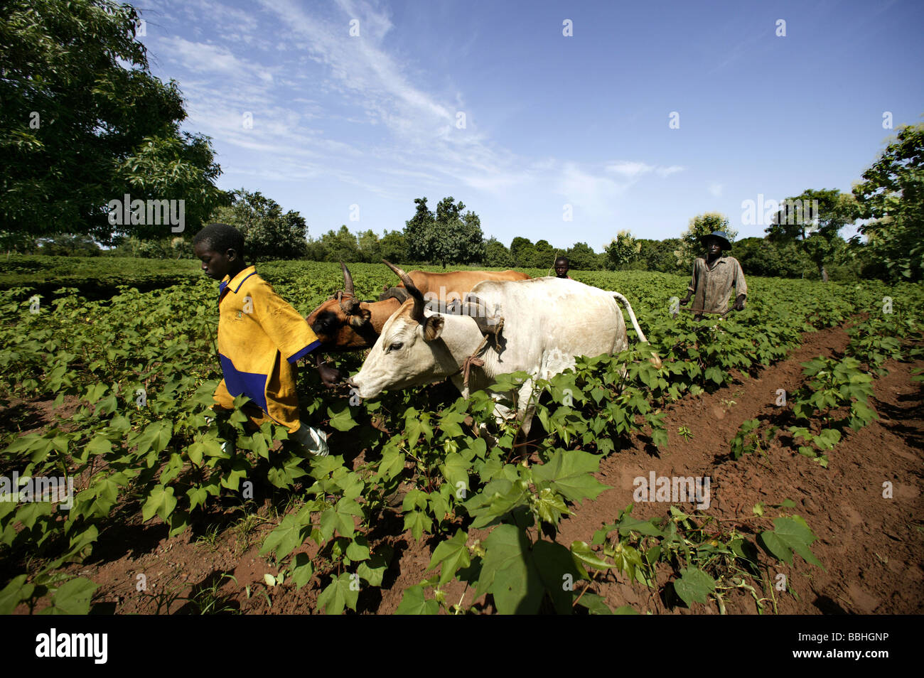 Workers on the Kolanjeba Organic Cotton Farm near the village of Djembala in Mali, west Africa plough a field with bullocks pull Stock Photo