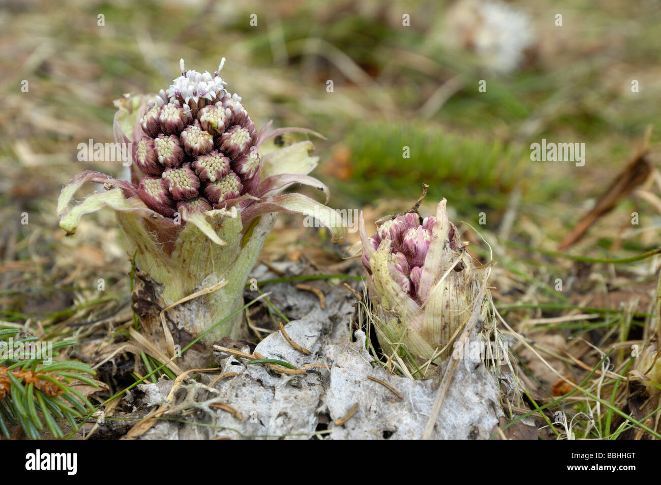 Butterbur, Petasites hybridus, wild flowers, Bavaria, Germany Stock Photo