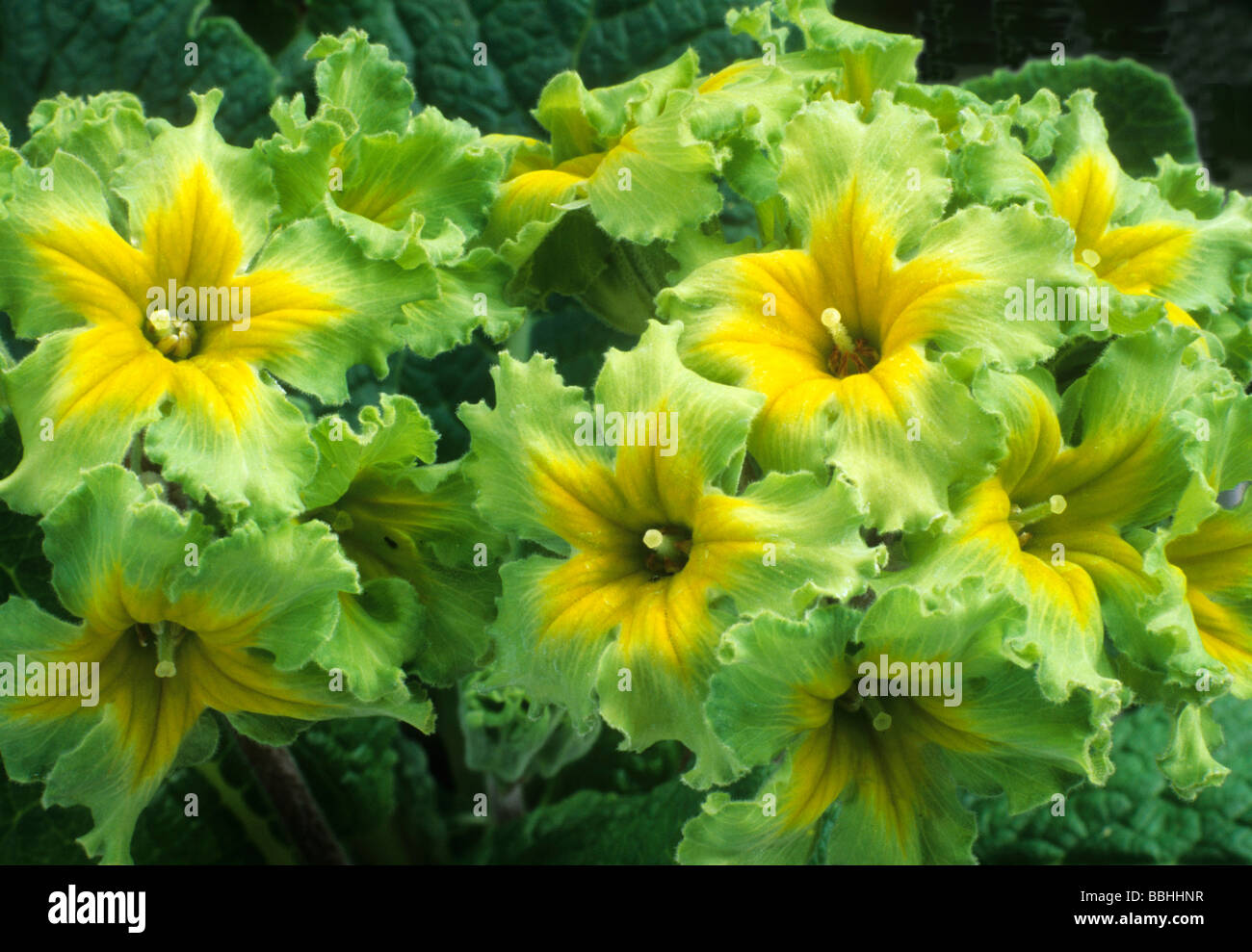 Primula 'Green Lace' green and yellow flower flowers garden plant plants Stock Photo