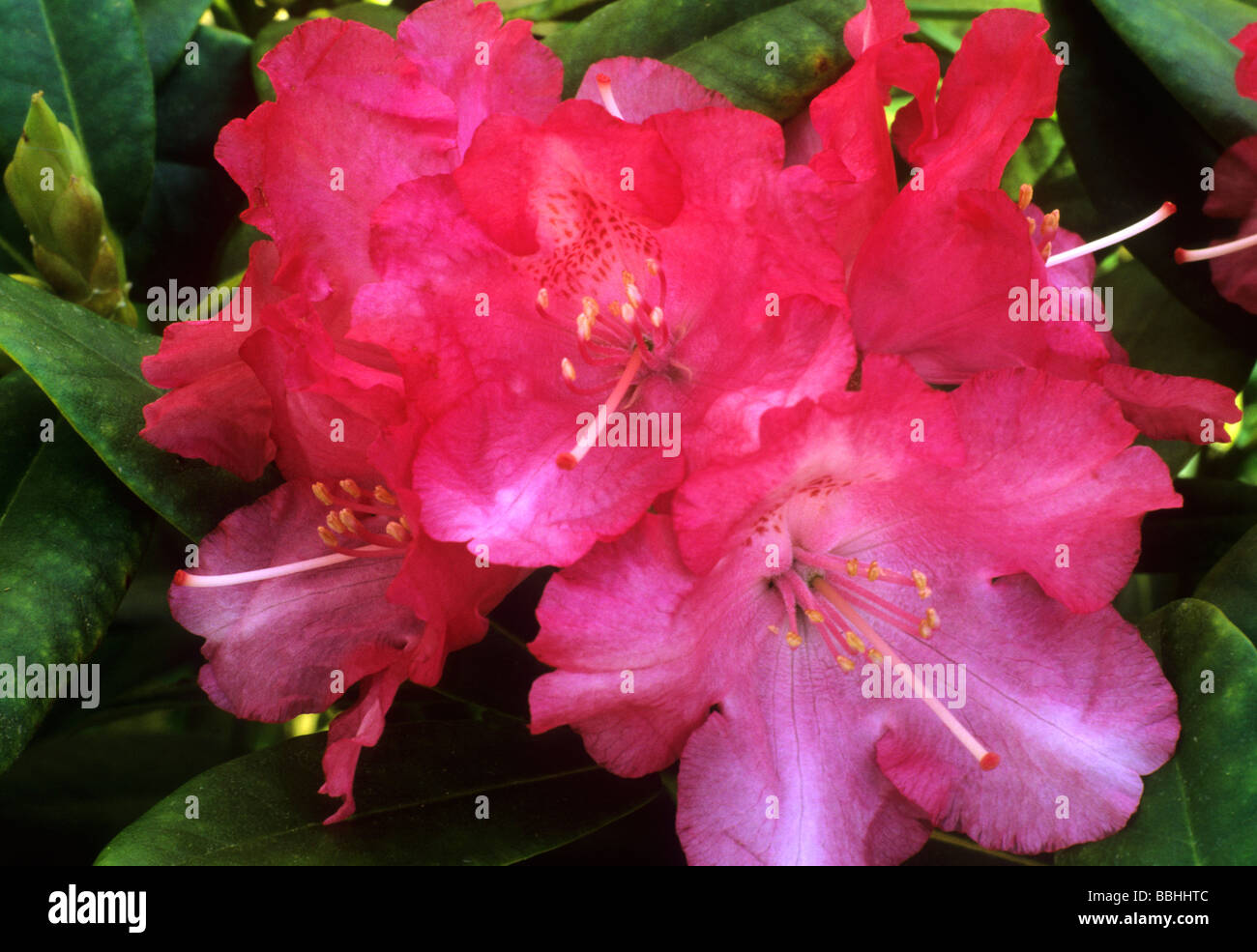 Rhododendron 'Hachmann's Marlis' red flower flowers garden plant Stock Photo