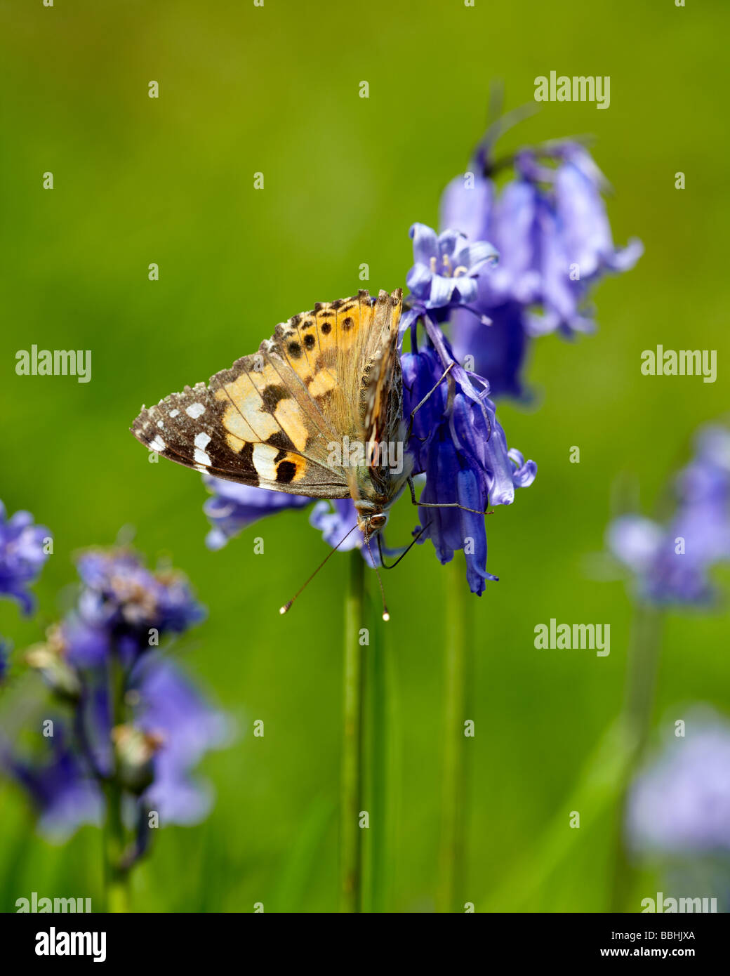 Painted Lady butterfly (Cynthia cardui) on bluebell Stock Photo