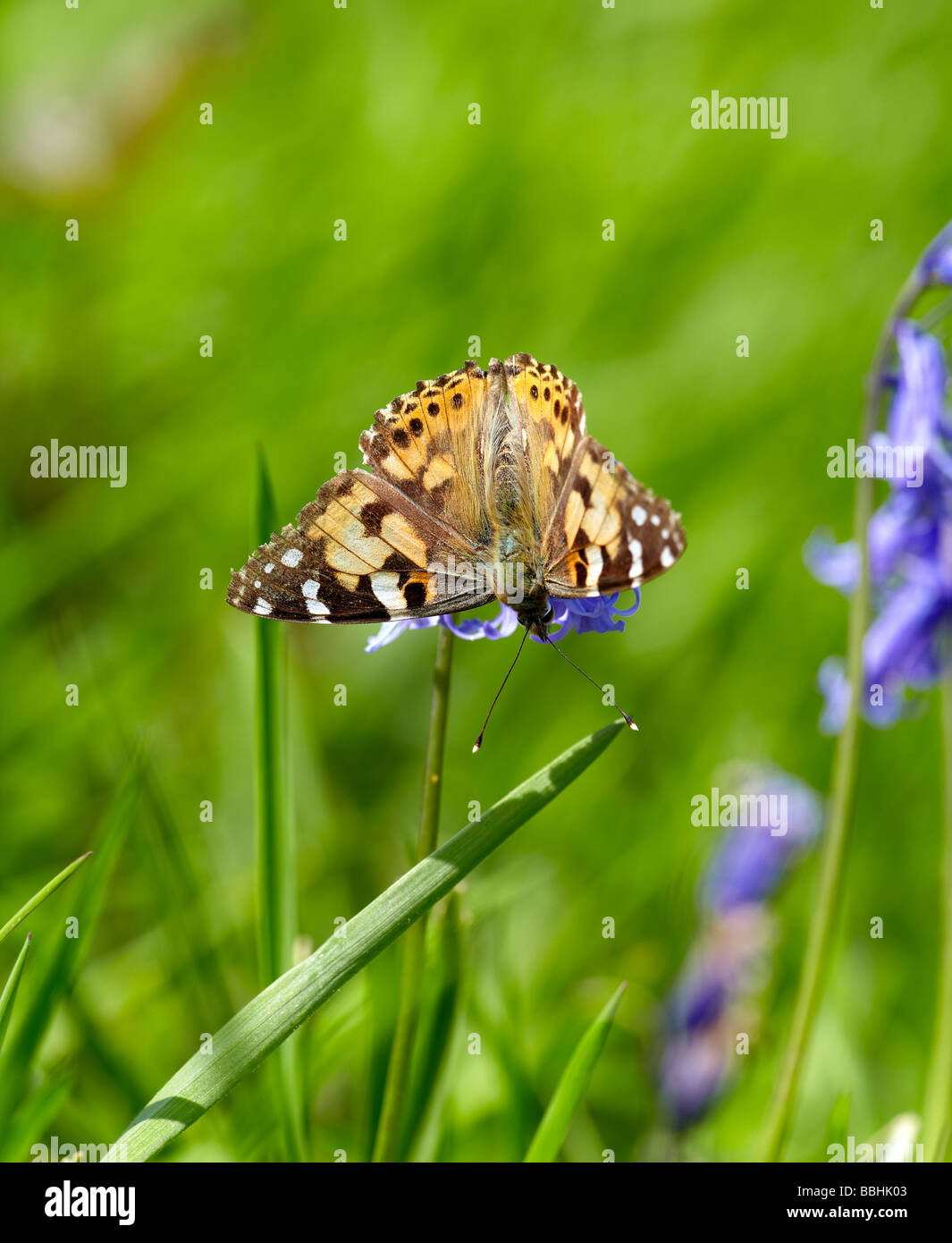 Painted Lady butterfly (Cynthia cardui) on bluebell Stock Photo