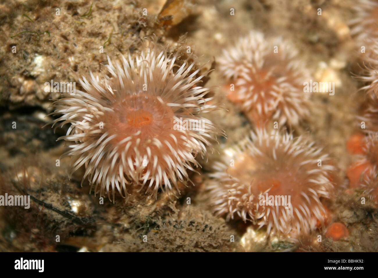 Sea Anemones Sagartia elegans In A Rockpool At New Brighton, Wallasey, The Wirral, Merseyside, UK Stock Photo