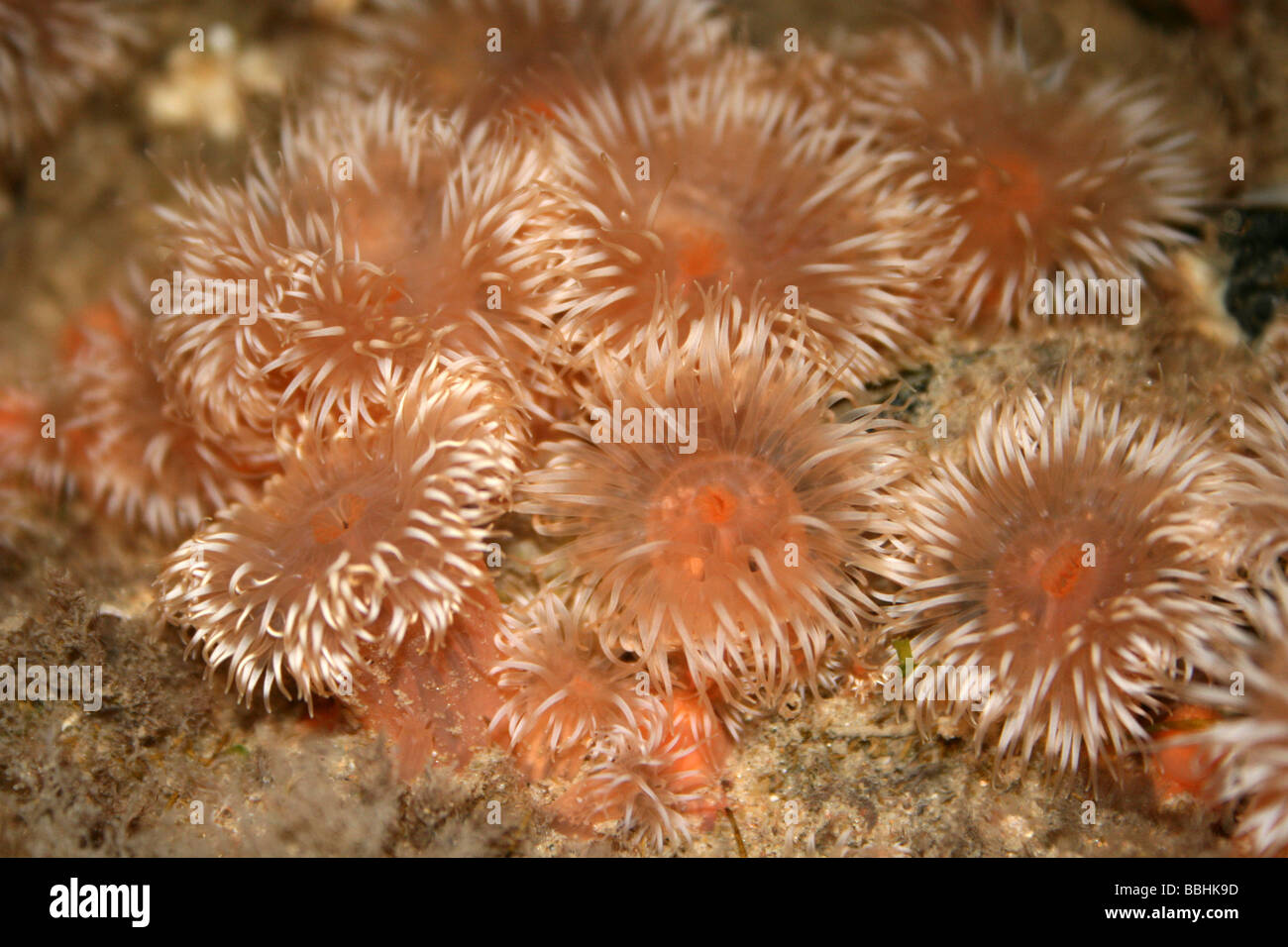 Sea Anemones Sagartia elegans In A Rockpool At New Brighton, Wallasey, The Wirral, Merseyside, UK Stock Photo