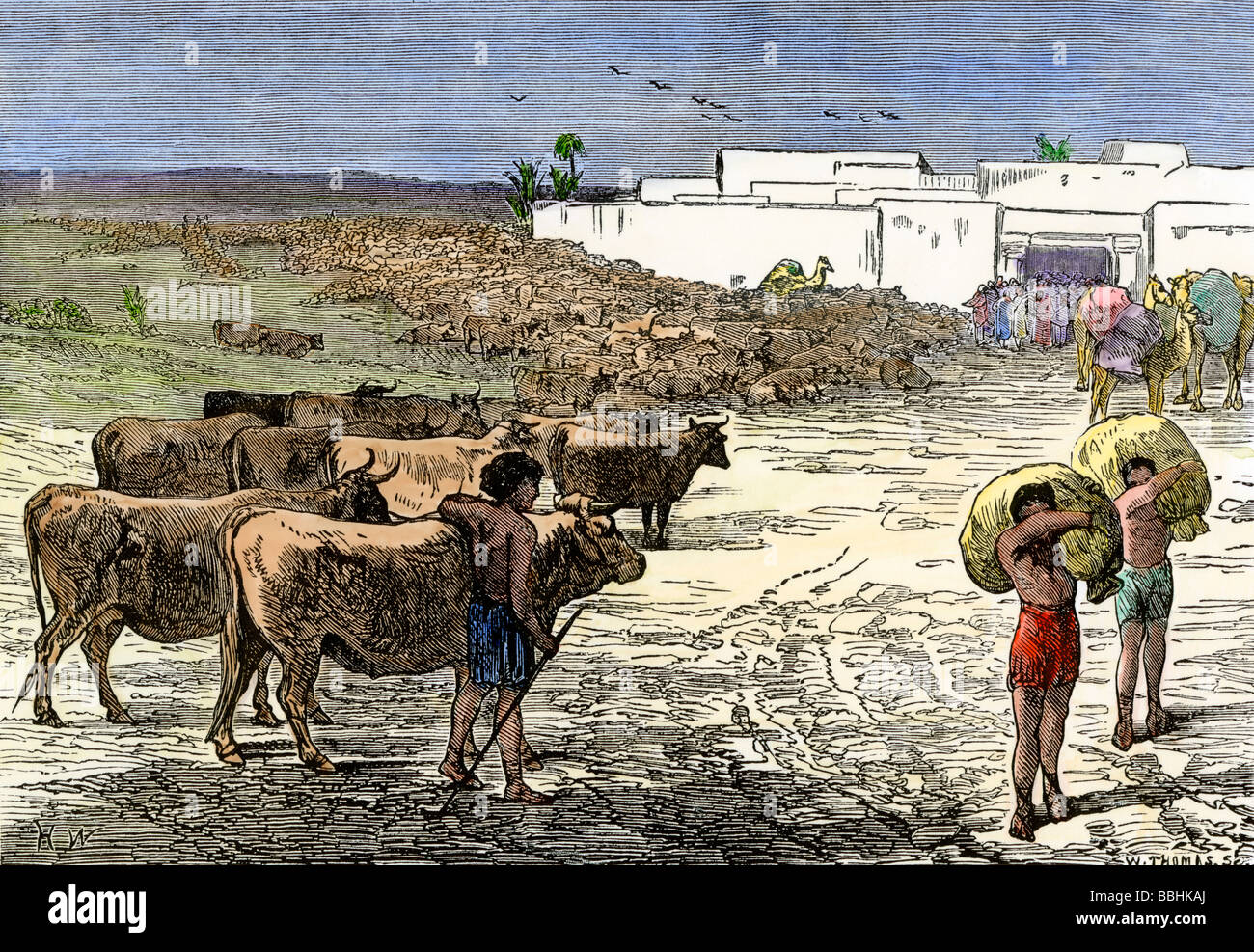 Joseph of Egypt receiving cattle in exchange for bread during a famine. Hand-colored woodcut Stock Photo