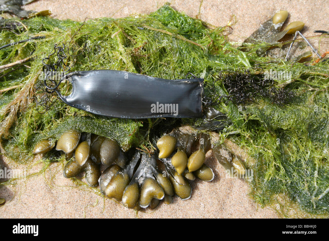 Mermaid's Purse: The Egg Case Of A Lesser Spotted Dogfish Scyliorhinus canicula At New Brighton, Wallasey, The Wirral, UK Stock Photo