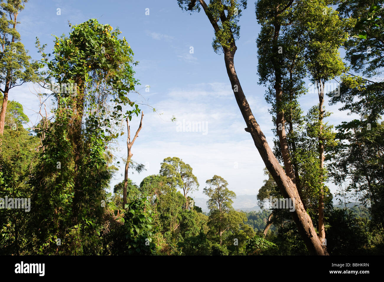 Lowland forest at Subic on Luzon Philippines Stock Photo Alamy