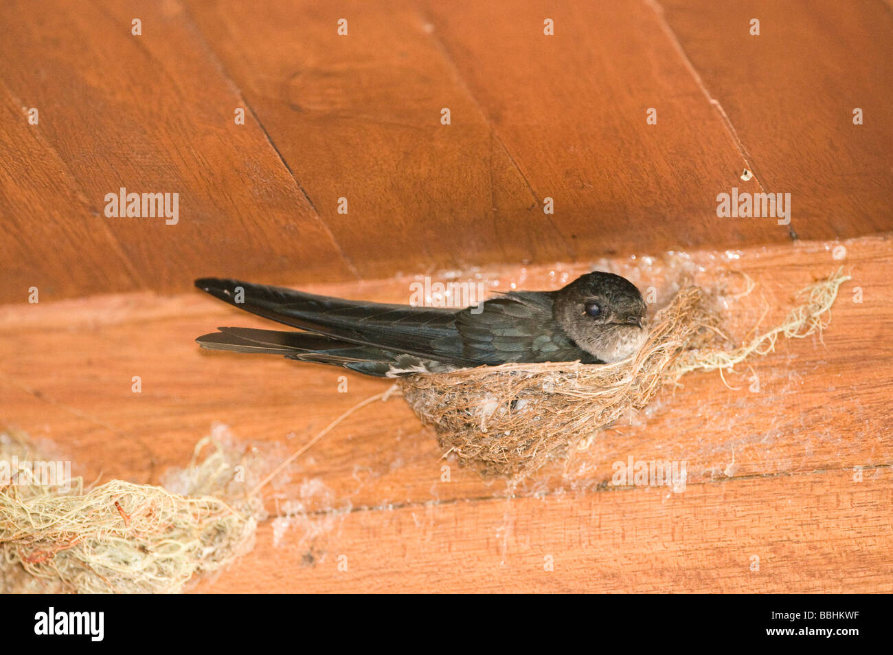 Glossy Swiftlet Collocalia esculenta nesting inside dwelling Cebu Philippines Stock Photo