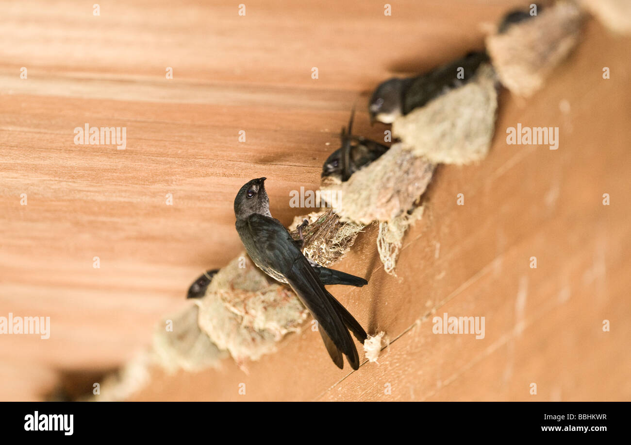 Glossy Swiftlet Collocalia esculenta nesting inside dwelling Cebu Philippines Stock Photo