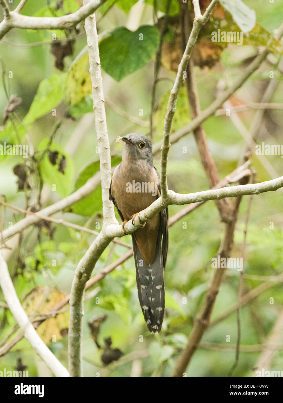 Brush Cuckoo subspecies Rusty breasted Cuckoo Cacomantis variolosus sepucralis Alcoy Forest Cebu Philippines Stock Photo
