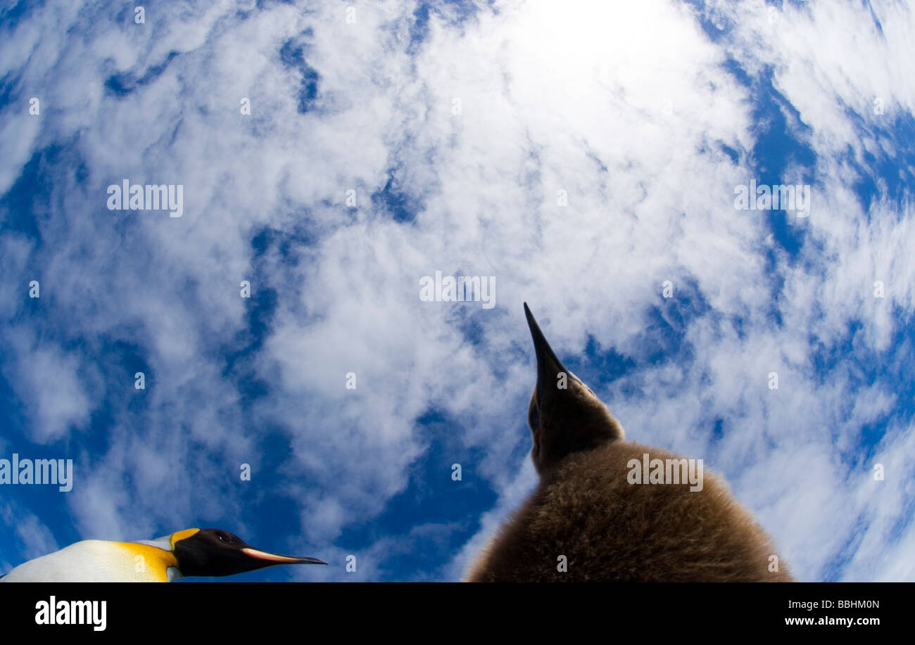 King Penguins Aptenodytes patagonicus Fortuna Bay South Georgia Stock Photo