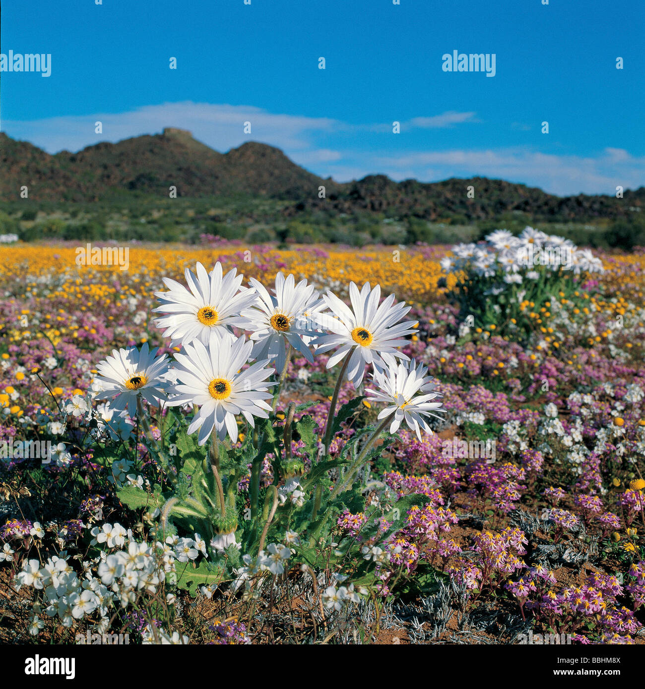 NAMAQUALAND IS HOST TO MORE THAN 2500 WILDFLOWER SPECIES Stock Photo