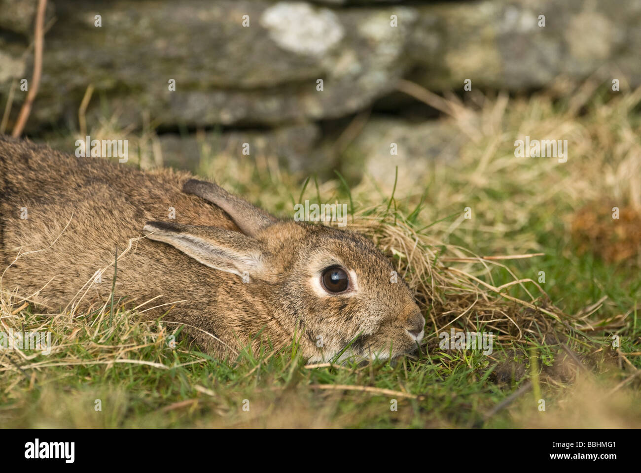 Wild Rabbit Oryctolagus cuniculus flattening itself to ground to hide