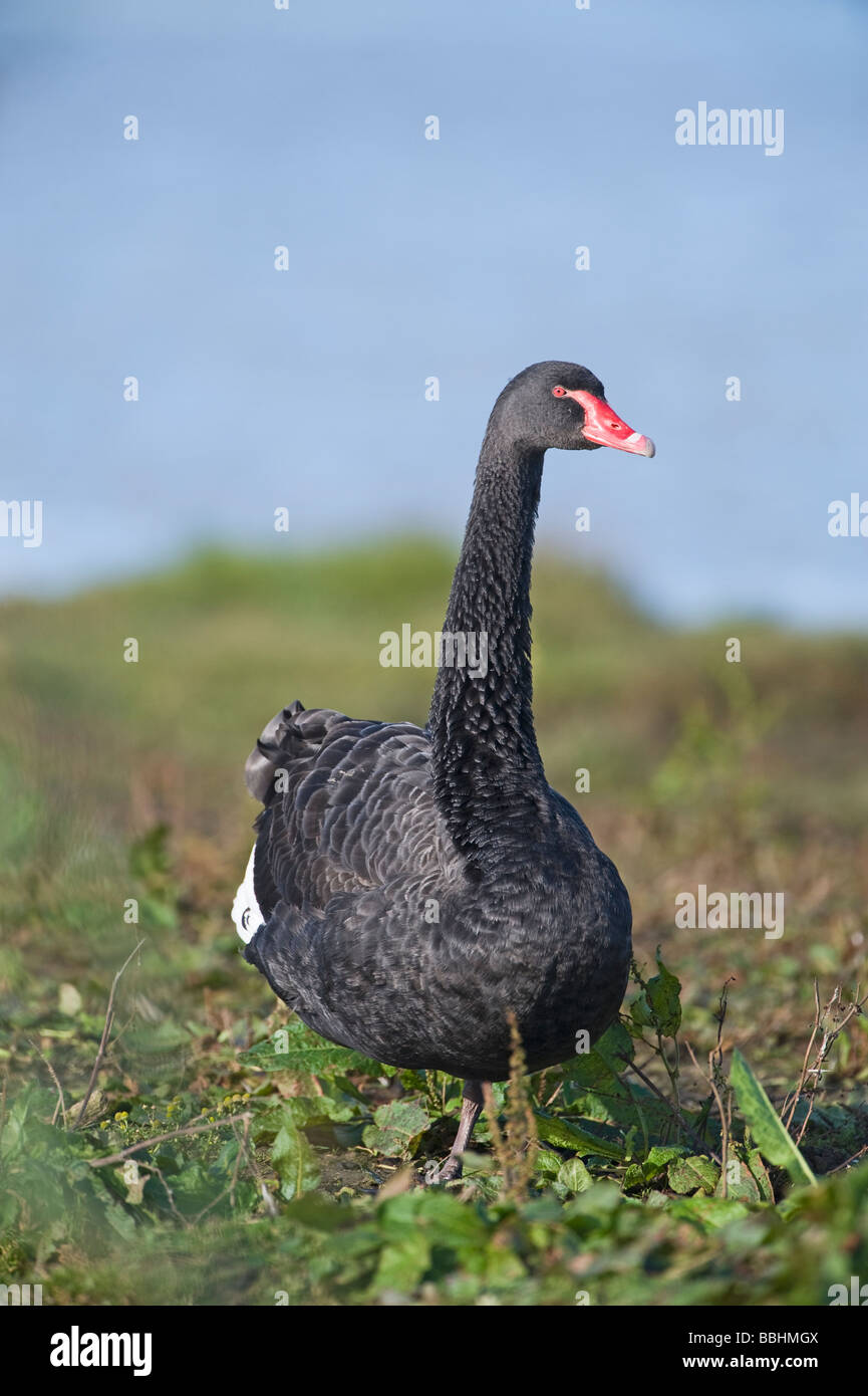 Black Swan Cygnus atratus native to Australia Stock Photo