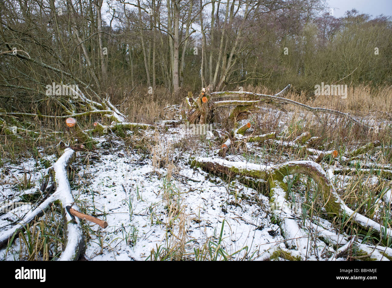 woodland management clearing area of sallow from Ferry Wood in Norfolk Broads winter Stock Photo