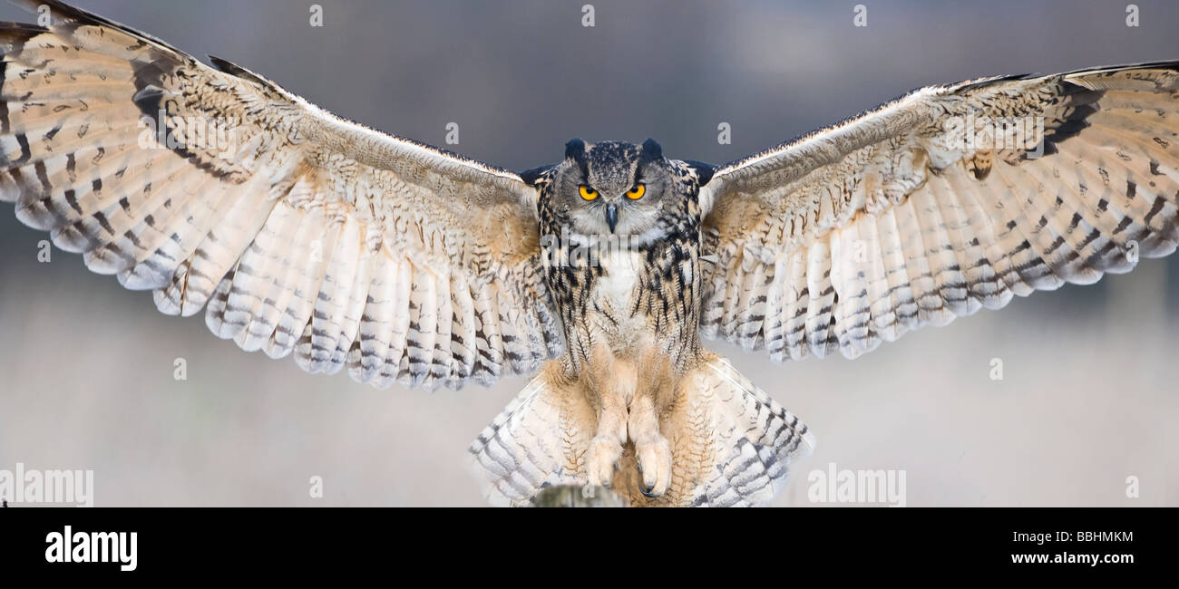 Eagle Owl Bubo bubo Glos UK controlled Stock Photo