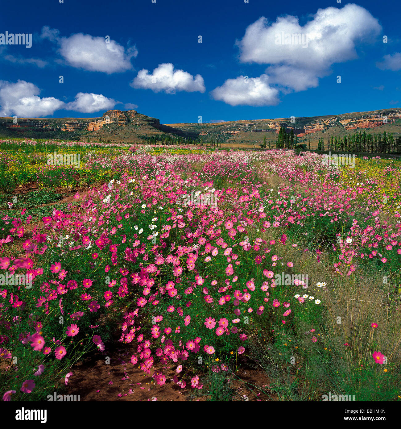 ACRES OF DELICATE COSMOS BLOOMS DECORATE THE COUNTRYSIDE OF THE EASTERN FREESTATE Stock Photo