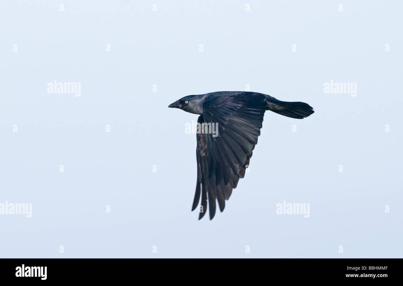 Jackdaw Corvus monedula Norfolk winter Stock Photo