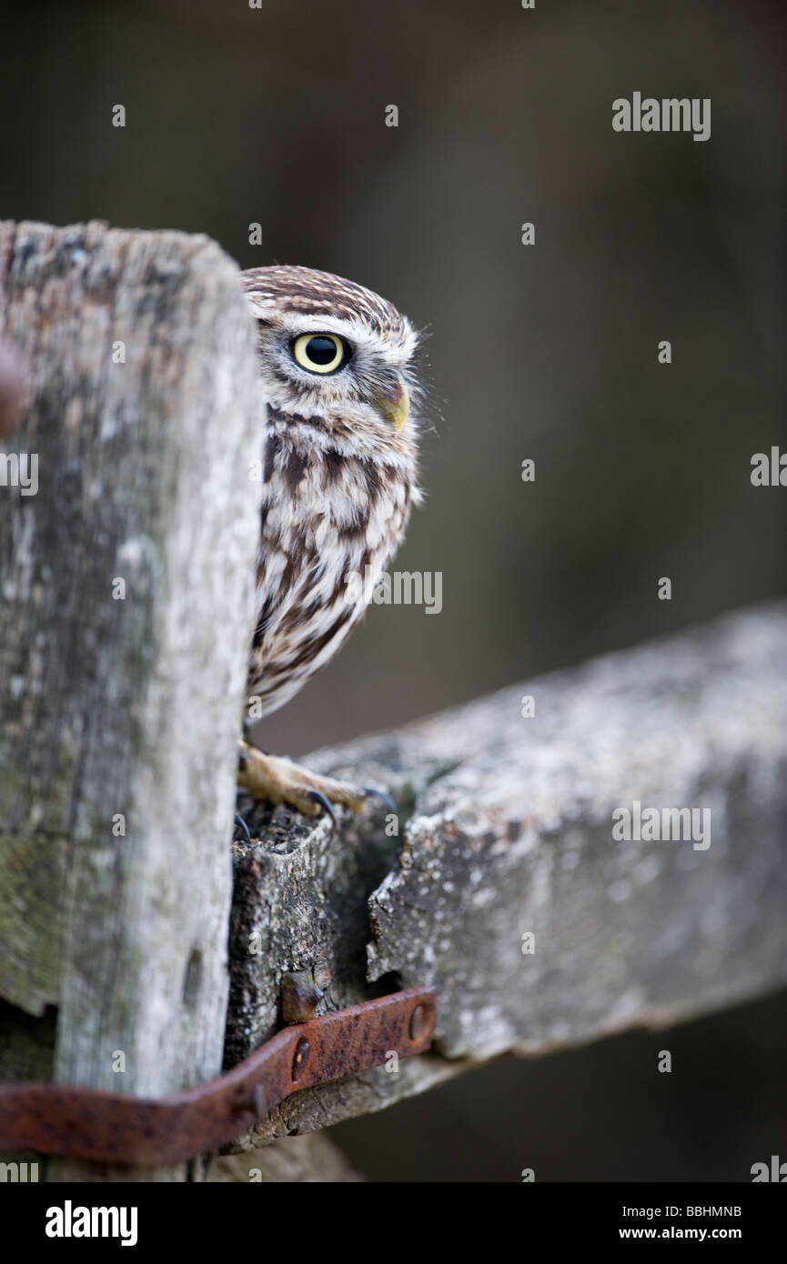 Little Owl Athene noctua UK winter Stock Photo