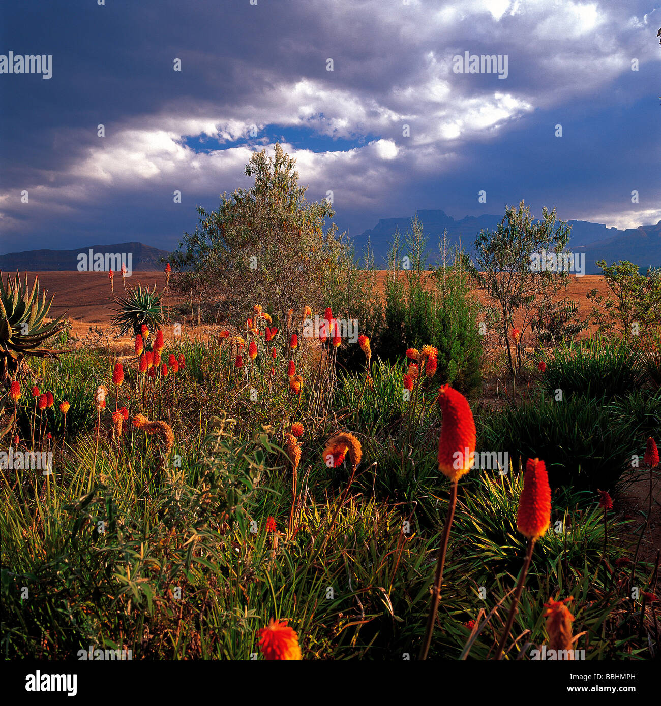 Red hot pokers growing on the slopes of the Central Drakensberg Stock