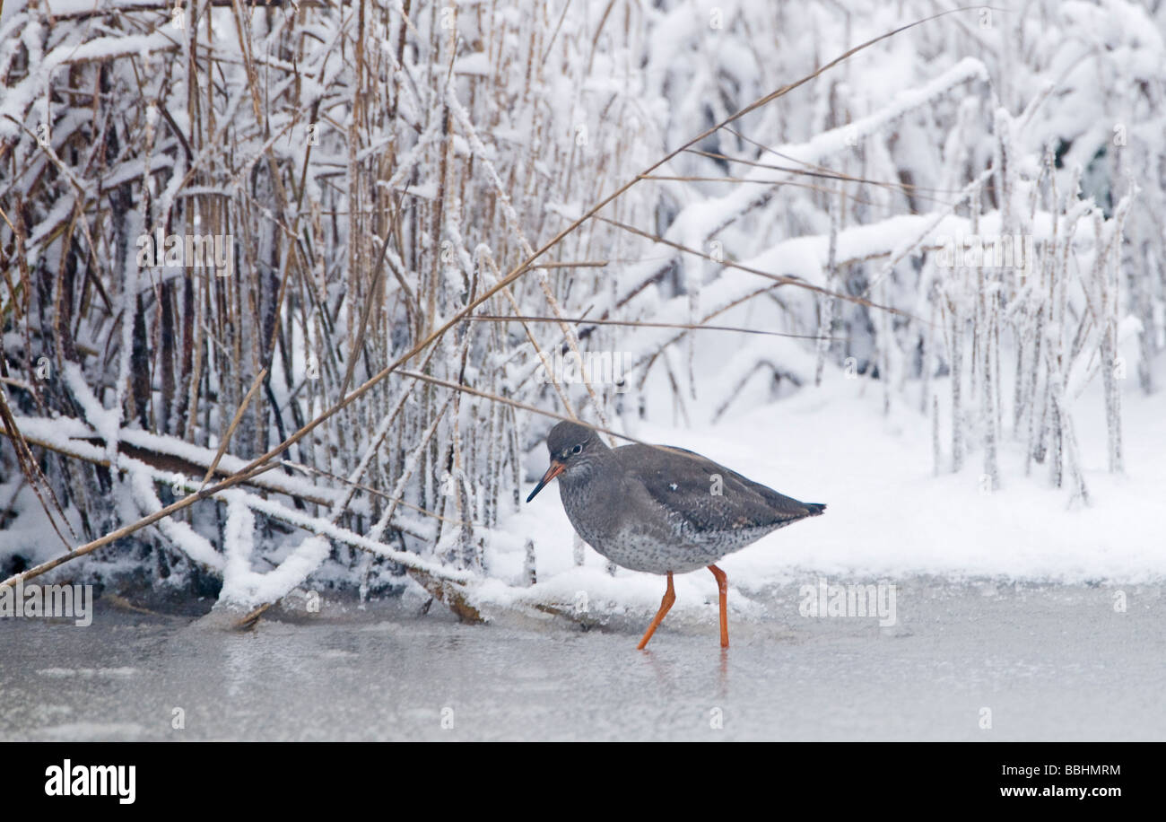 Redshank Tringa totanus on frozen ditch Cley Norfolk November Stock Photo