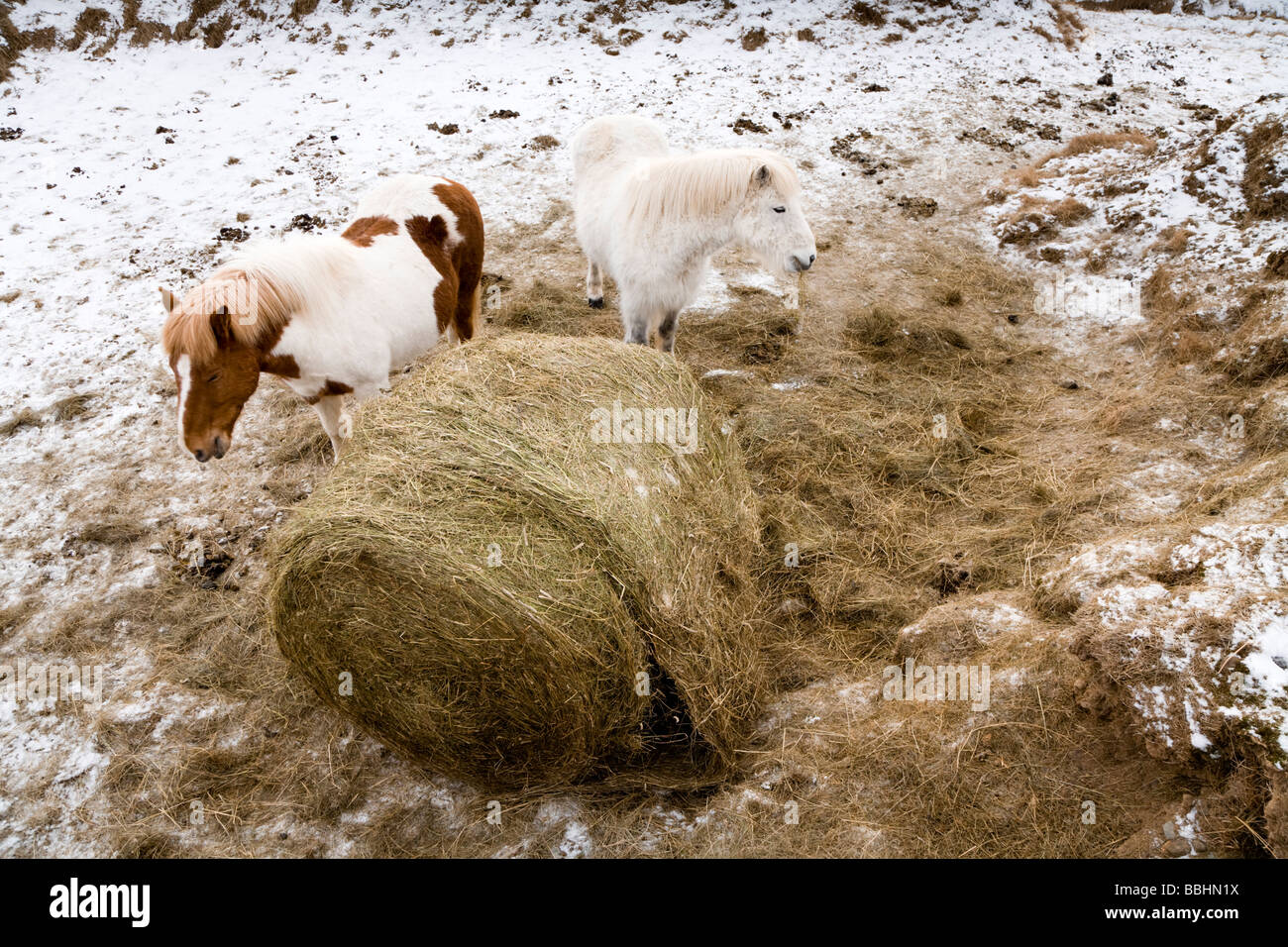 Two horses eating hay during winter Skagafjordur Iceland Stock Photo Alamy