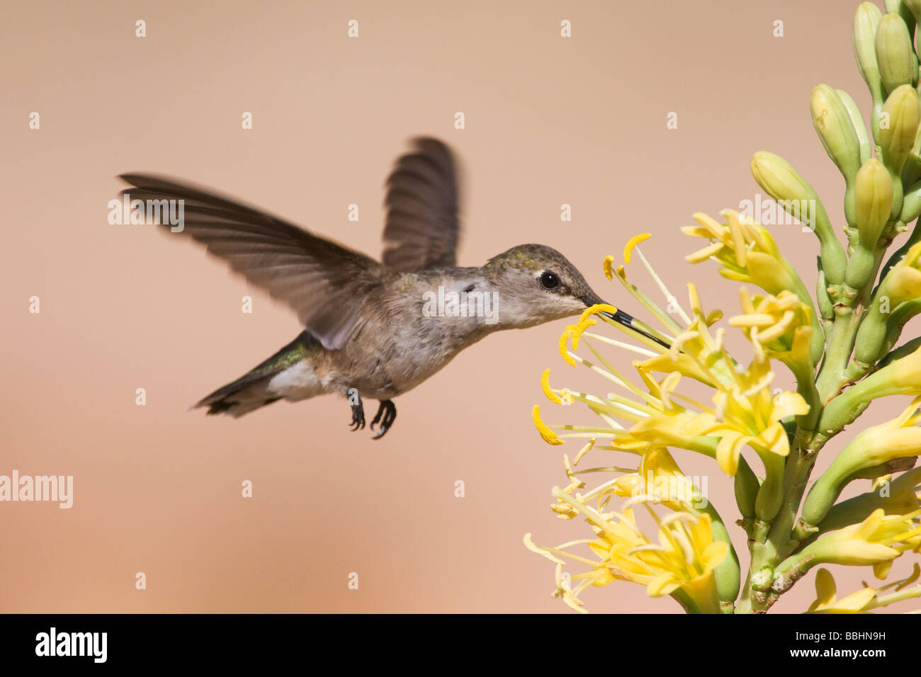 hummingbird feeding on a flower Stock Photo Biology Diagrams