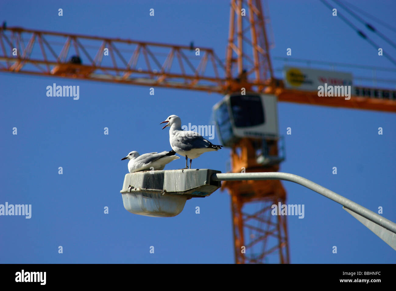 Two seagulls get a bird s eye view of the construction site in Greenpoint Cape Town which will host a 2010 World Cup semi final Stock Photo