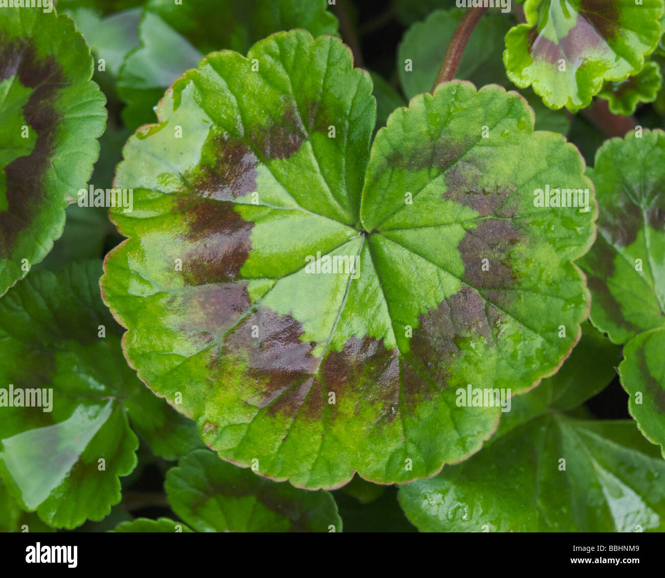 Variegated Leaf Geranium Stock Photos & Variegated Leaf ...