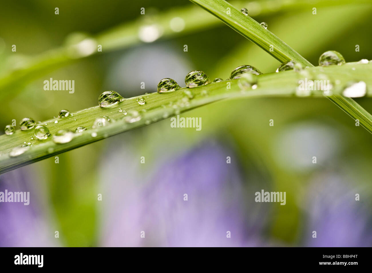 Raindrops on grass Stock Photo