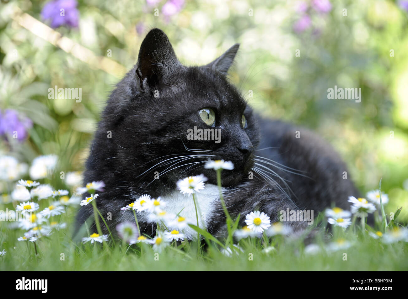A BRITISH BLACK AND WHITE CAT LYING IN LAWNED GARDEN GRASS IN SUMMER ...