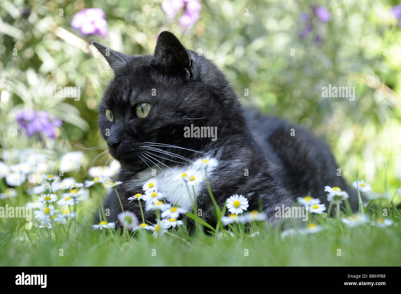 A BRITISH BLACK AND WHITE CAT IN LYING ON LAWNED GARDEN Stock Photo Alamy