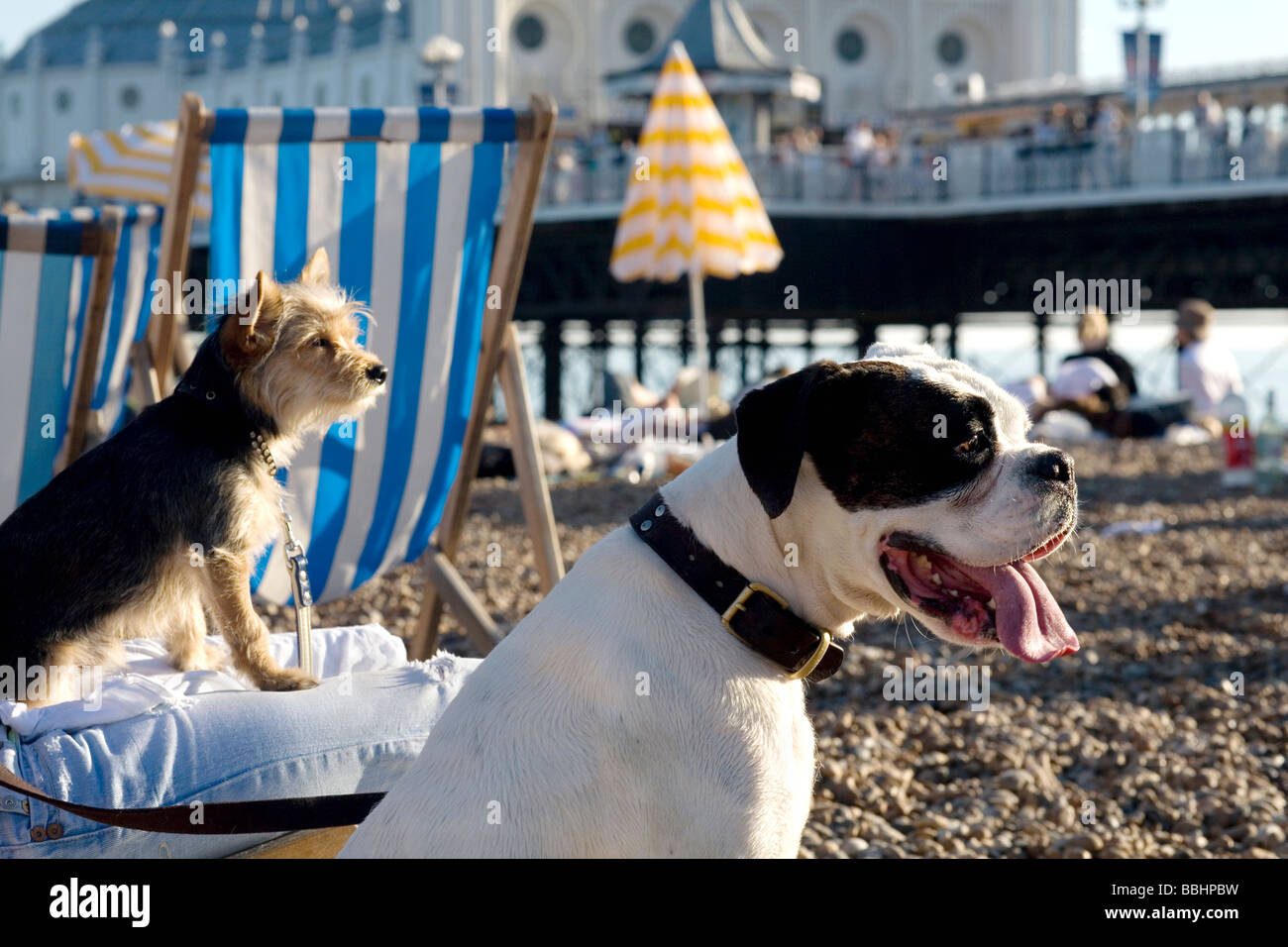 Two dogs on Brighton Beach in Sussex, England Stock Photo