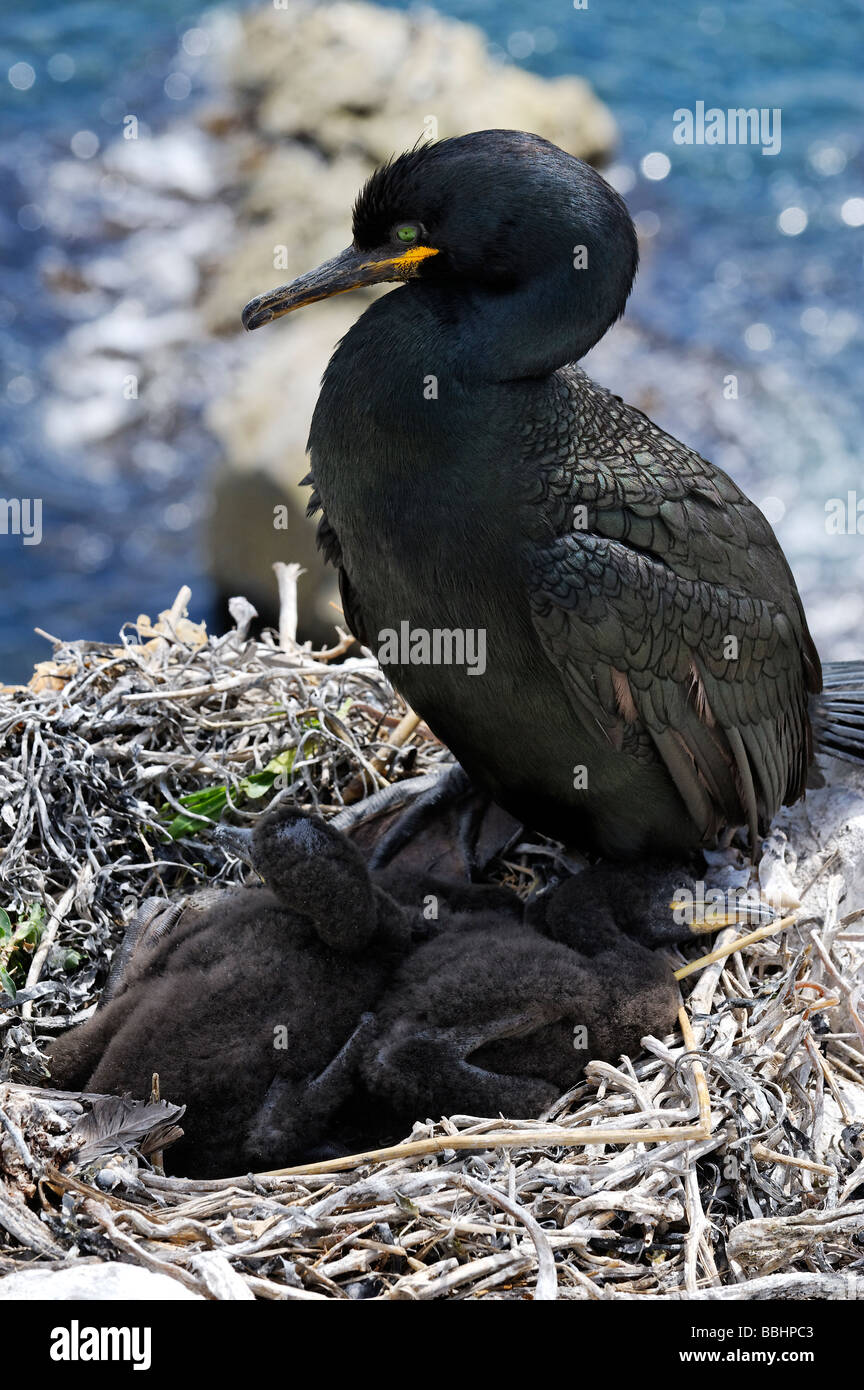 Nesting shag / European shag / common shag / Green Cormorant Phalacrocorax aristotelis with chicks Stock Photo
