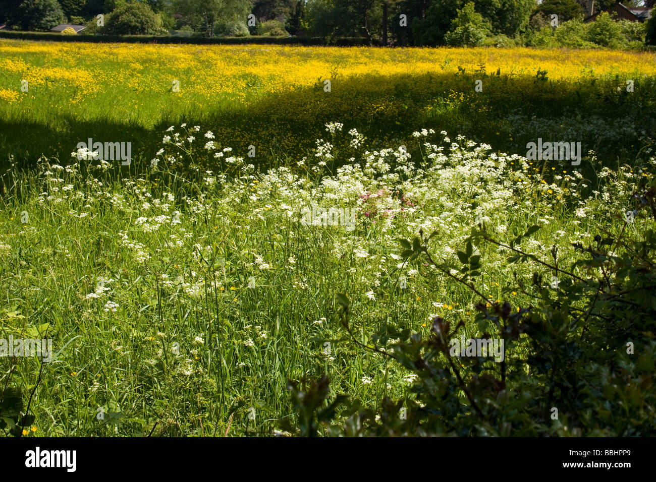Wild flower meadow in Kent England Stock Photo Alamy