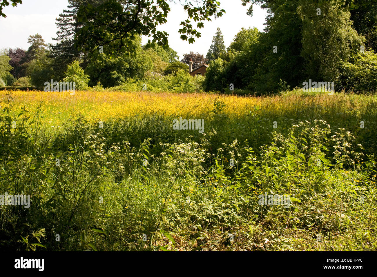 Wild flower meadow in Kent England Stock Photo Alamy