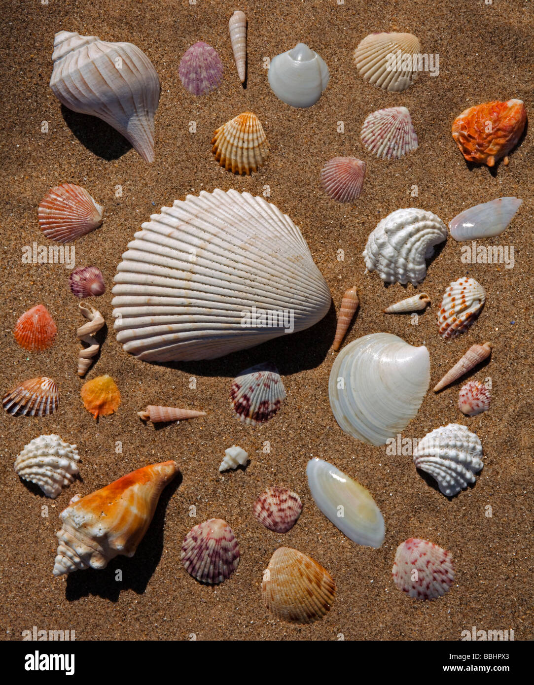 Assorted Florida seashells on a sandy beach Stock Photo
