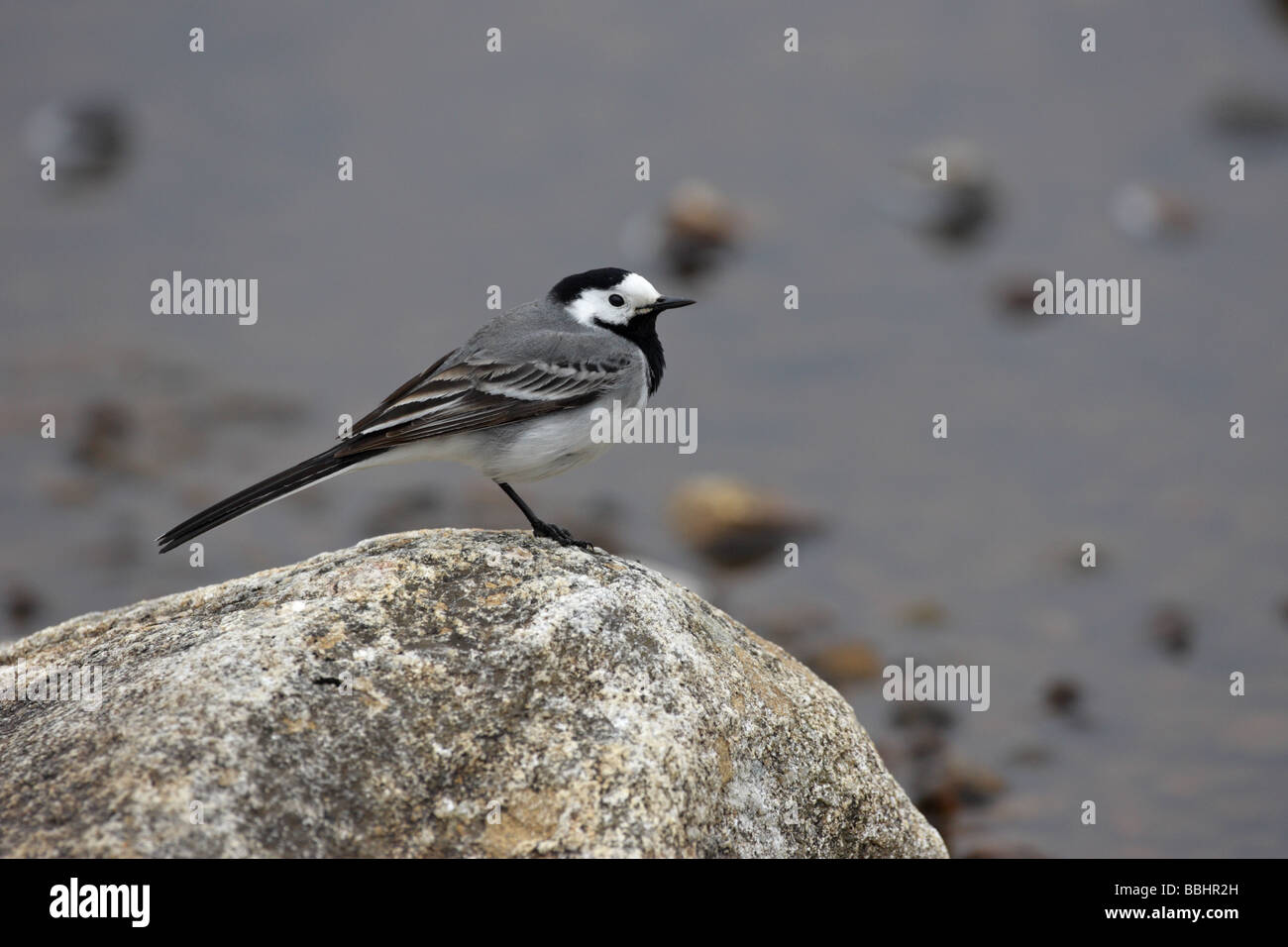 Pied Wagtail Motacilla alba yarrellii sitting on a rock by the side of a loch in profile Stock Photo