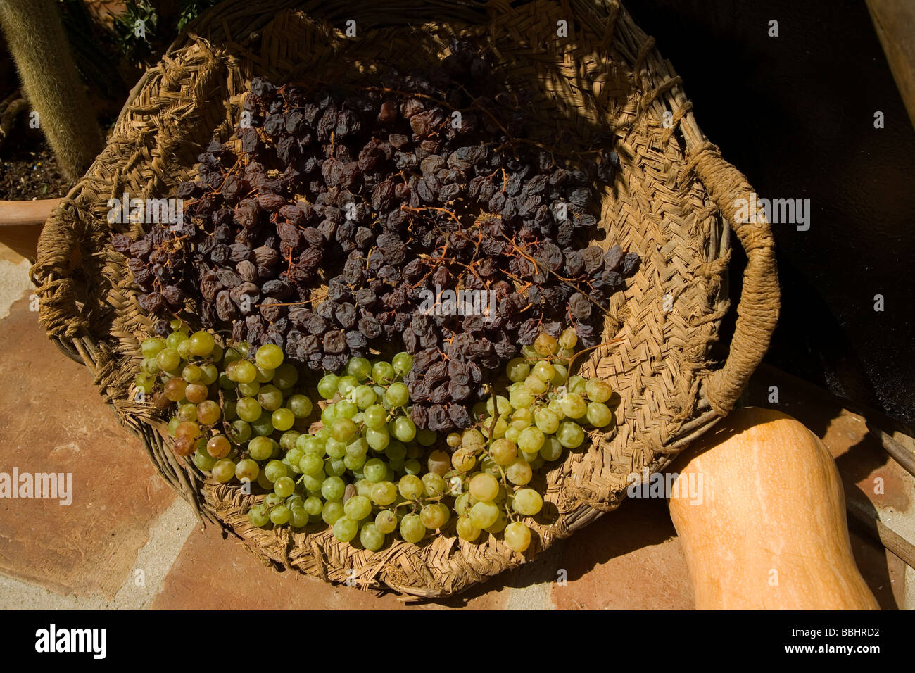 grapes raisin contrast wine sun fruit Stock Photo