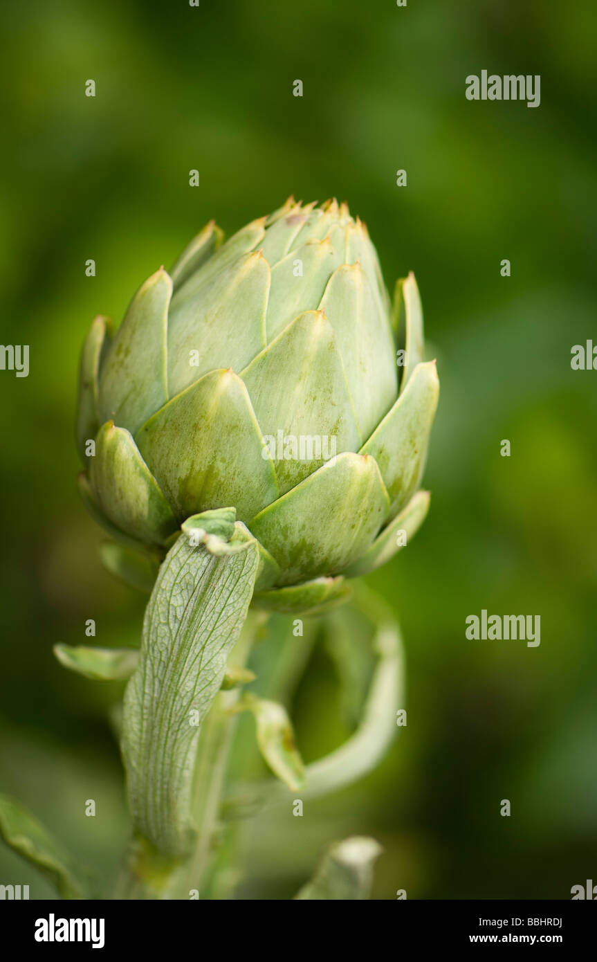 Growing globe artichoke hires stock photography and images Alamy