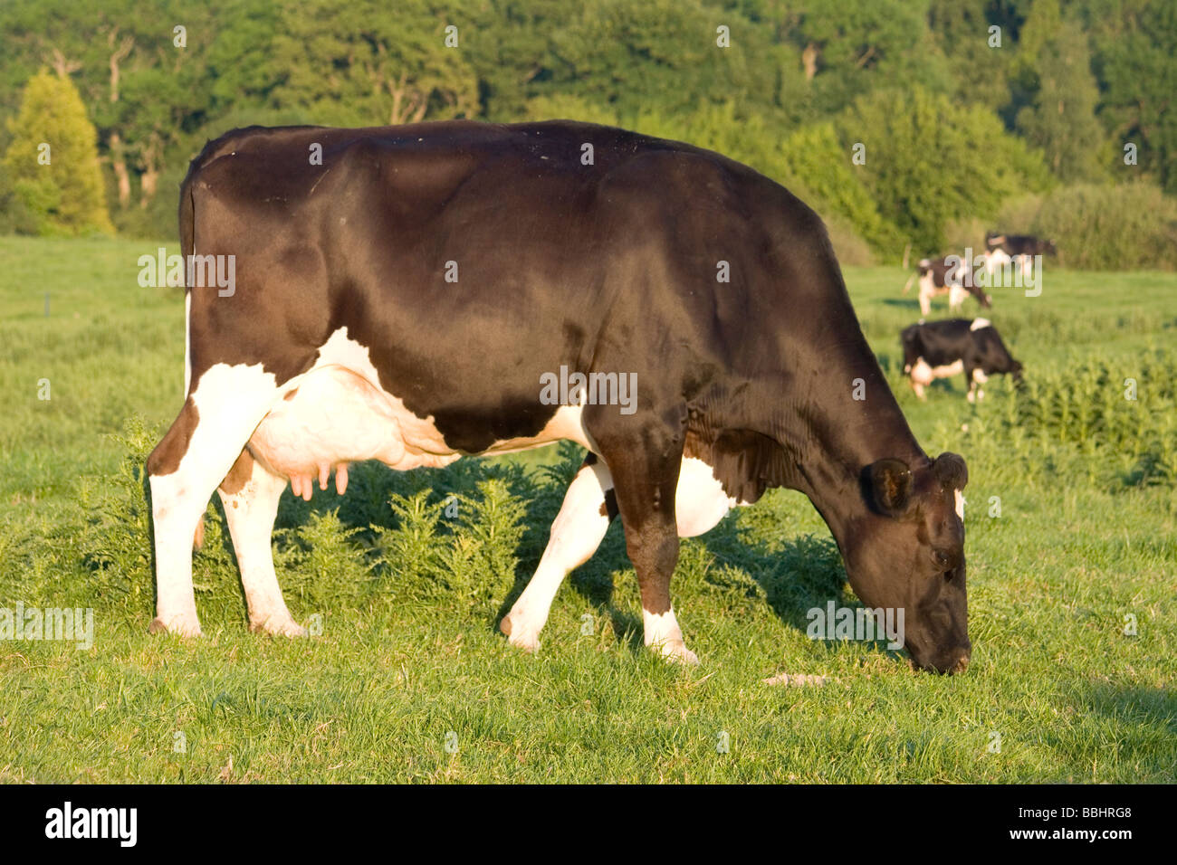 Holstein Cows Grazing High Resolution Stock Photography and Images - Alamy