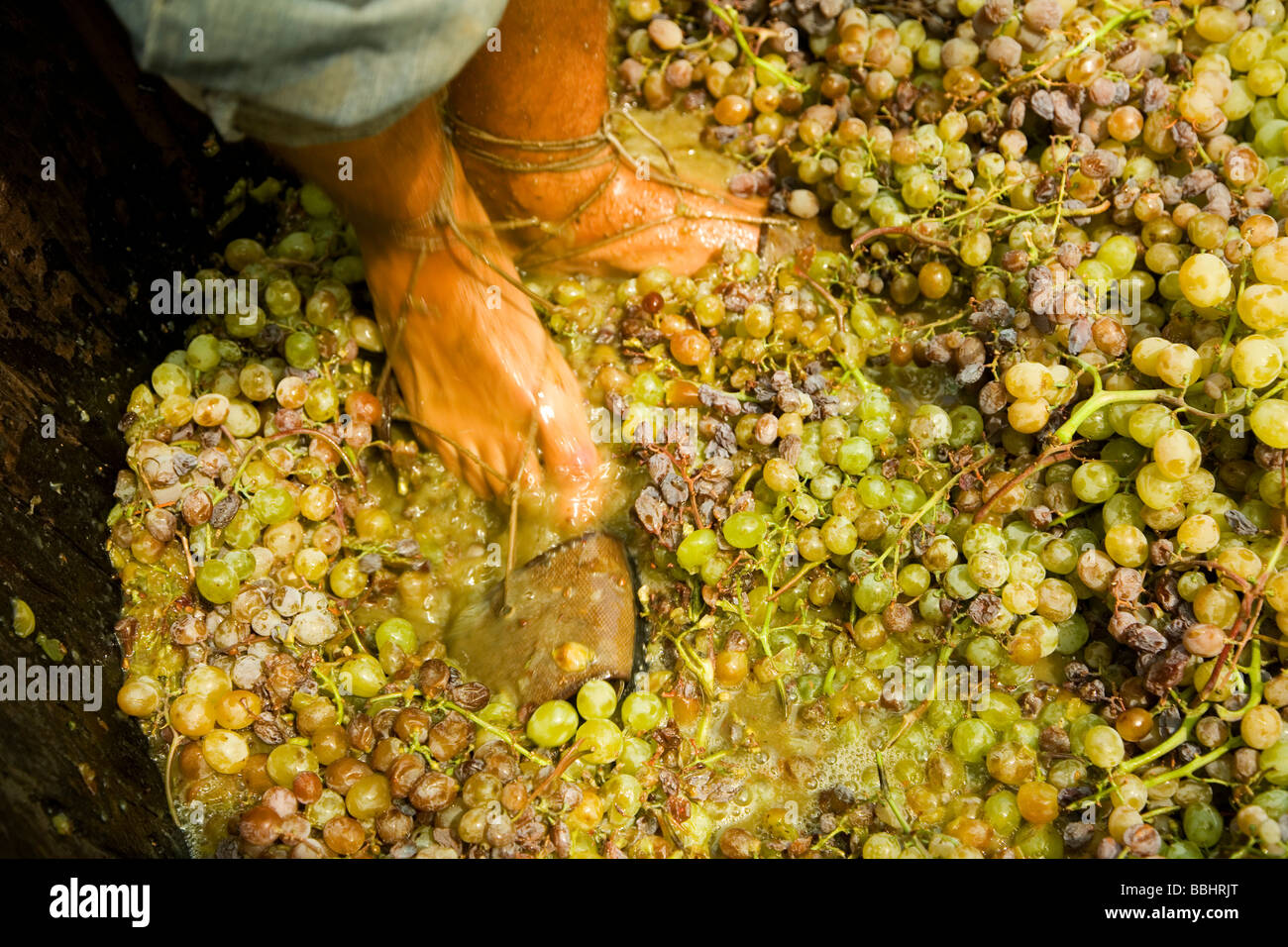 foots stepping in grape in vintage making wine Stock Photo