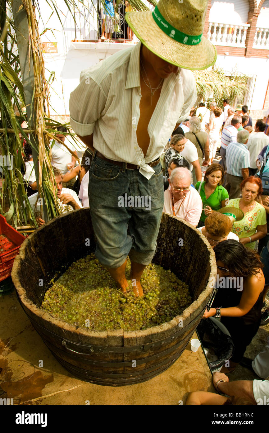 man stepping in grape in vintage making wine Stock Photo