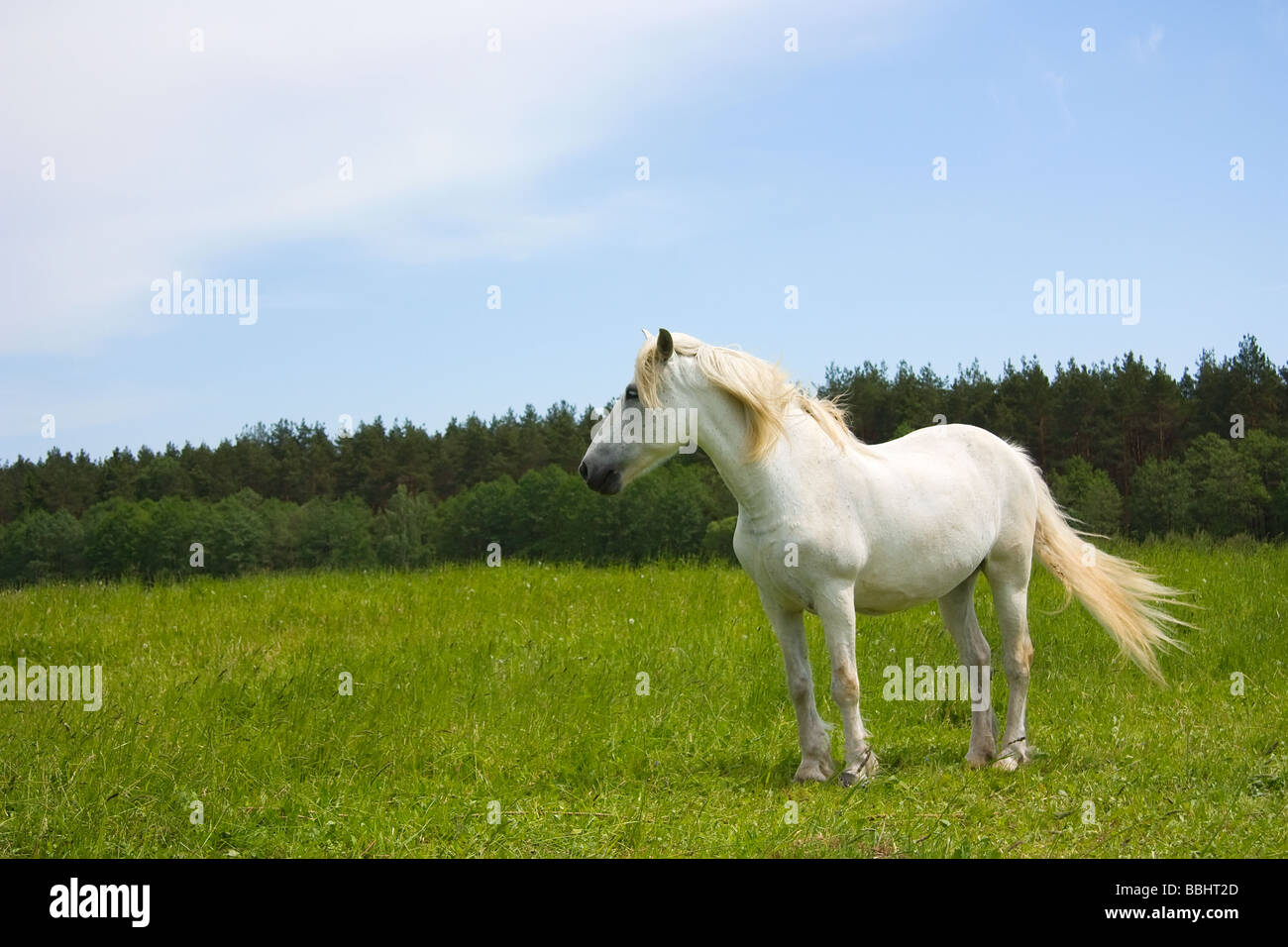 white horse on the meadow Stock Photo