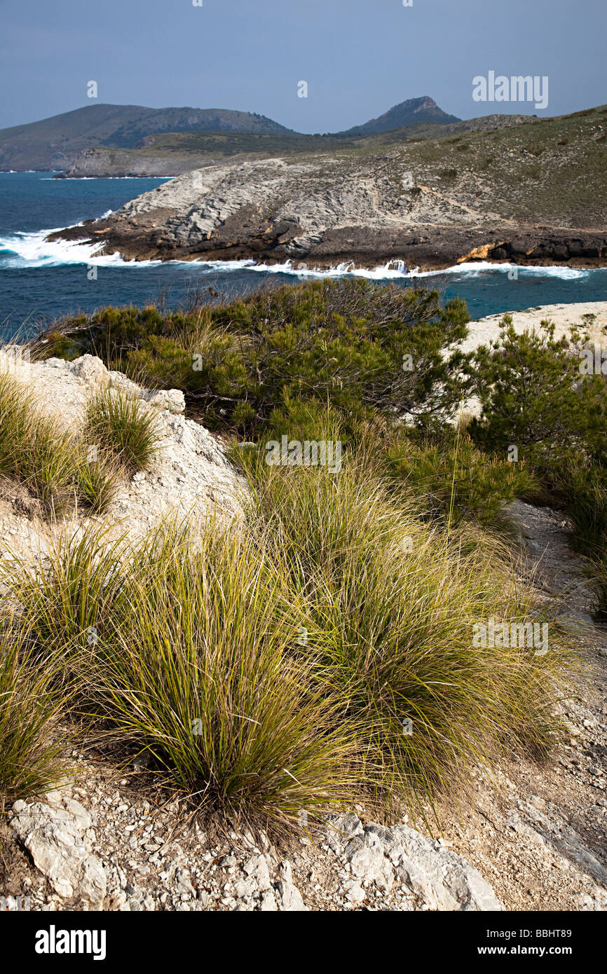Grasses growing on eastern coast of Mallorca Spain Stock Photo